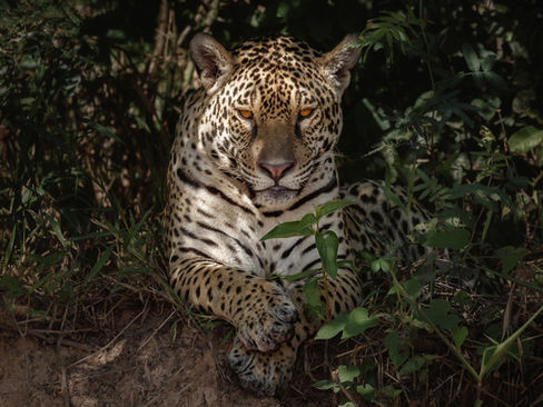 12 Fascinating Animals of the Amazon Jungle