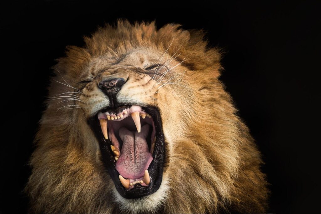 Lion Teeth